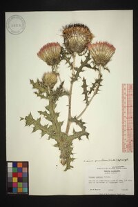 Cirsium pumilum image