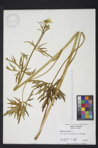 Ranunculus acris image