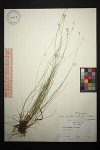 Carex leptalea var. leptalea image