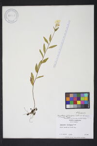 Oenothera tetragona image