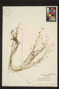 Wahlenbergia marginata image