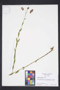 Rhexia alifanus image