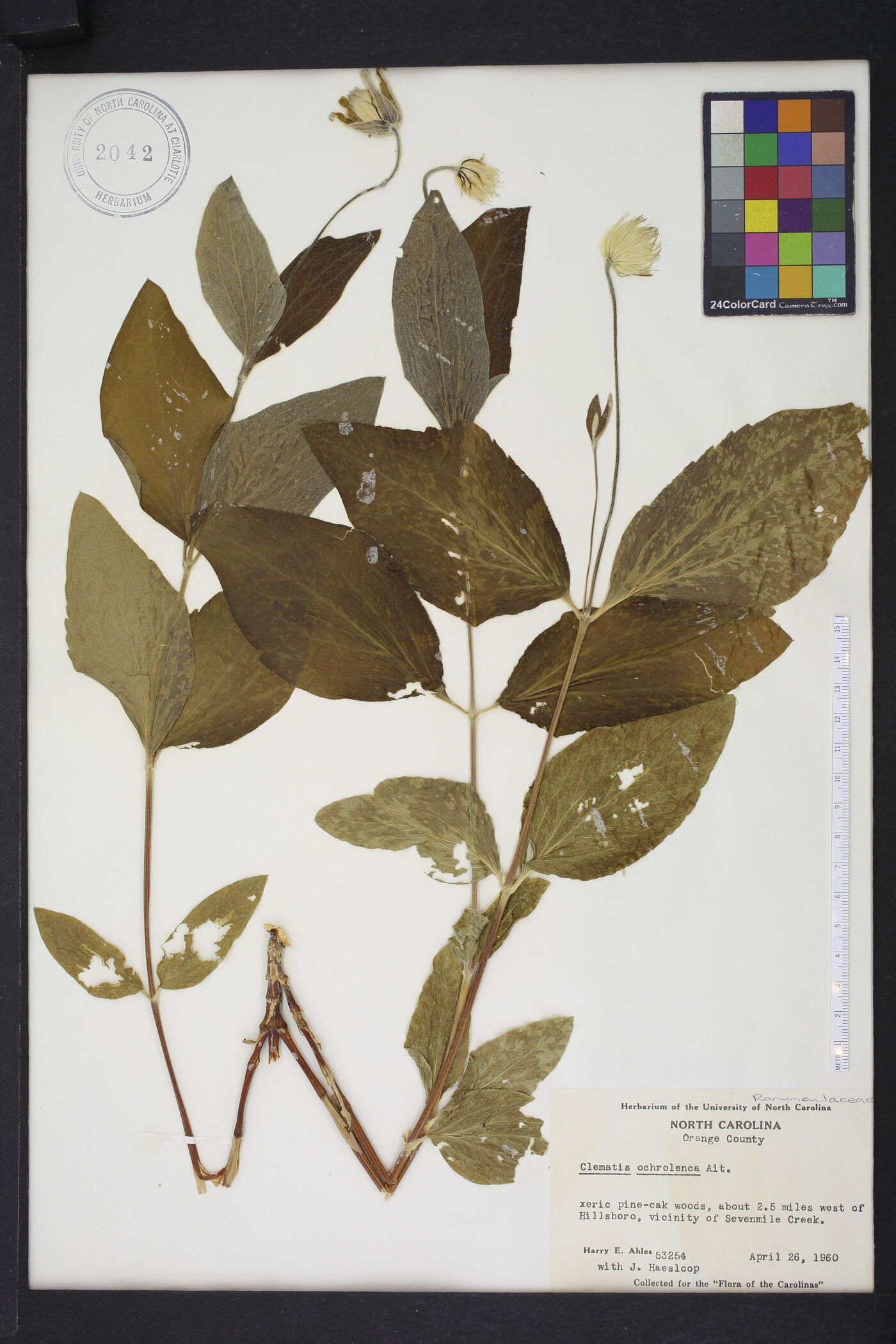 Clematis ochroleuca image