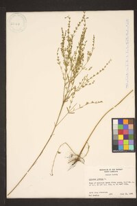 Lythrum lineare image