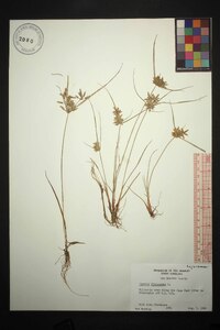 Cyperus flavescens image