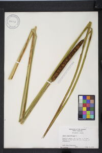 Typha angustifolia image