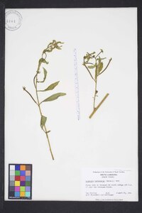 Ludwigia leptocarpa image