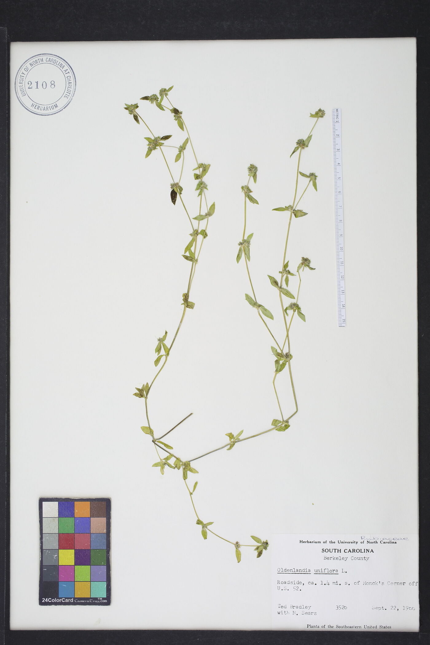 Oldenlandia uniflora image