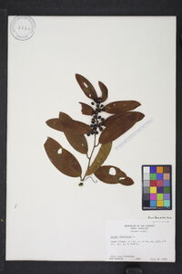 Smilax laurifolia image