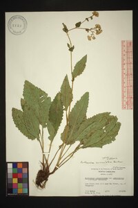 Parthenium auriculatum image