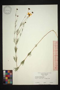 Coreopsis verticillata image