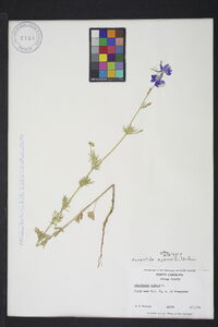 Delphinium ajacis image