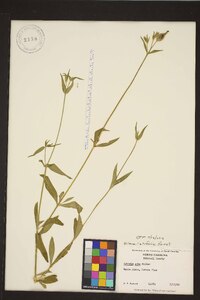 Silene latifolia image