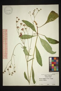 Vernonia acaulis image