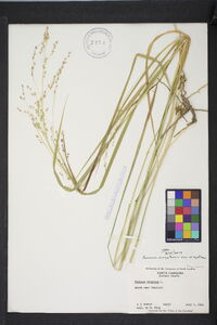 Panicum virgatum var. virgatum image