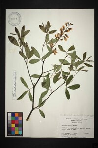 Baptisia alba image