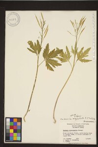 Cardamine angustata image