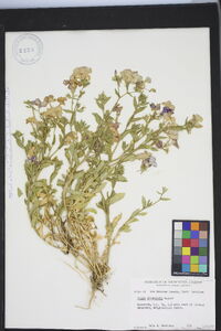 Phlox drummondii image