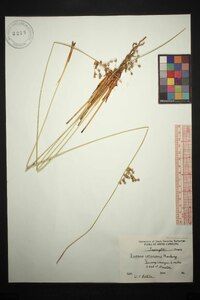 Juncus coriaceus image