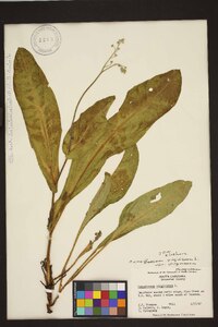 Andersonglossum virginianum image