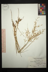Juncus diffusissimus image