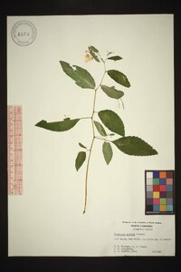 Impatiens pallida image