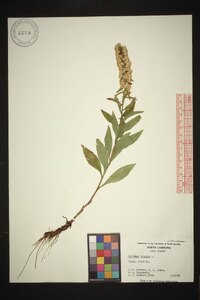 Solidago bicolor image