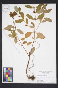 Hypericum walteri image