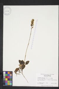 Goodyera pubescens image