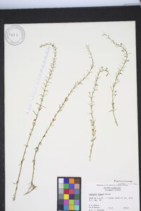 Gratiola ramosa image