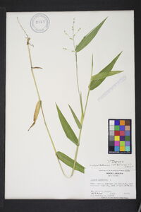 Dichanthelium latifolium image