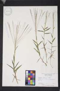 Gymnopogon brevifolius image