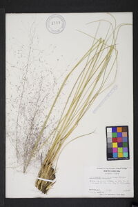 Muhlenbergia capillaris image