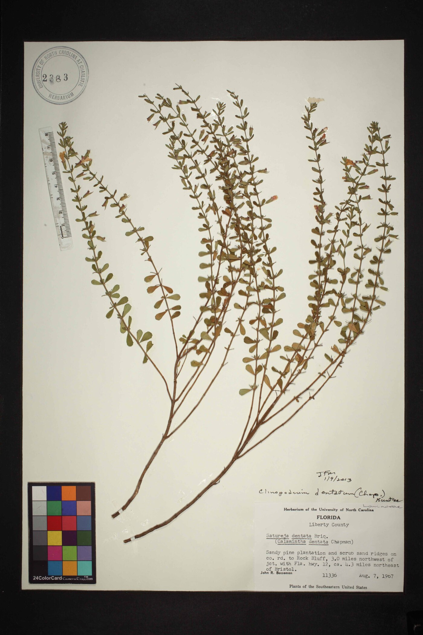 Clinopodium dentatum image