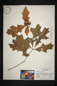 Quercus lyrata image