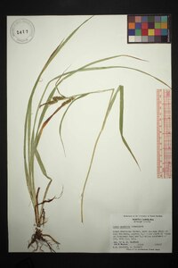 Carex scabrata image