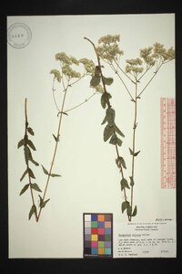 Eupatorium pilosum image