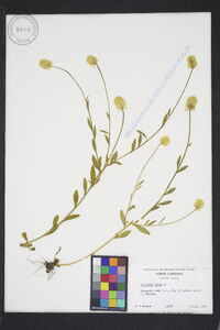 Polygala lutea image