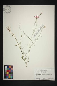 Sabatia campanulata image