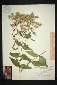 Eupatorium sessilifolium image