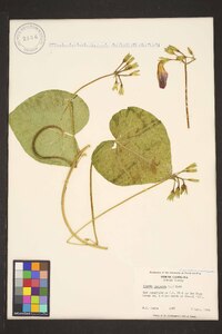 Ipomoea purpurea image