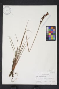 Pleea tenuifolia image