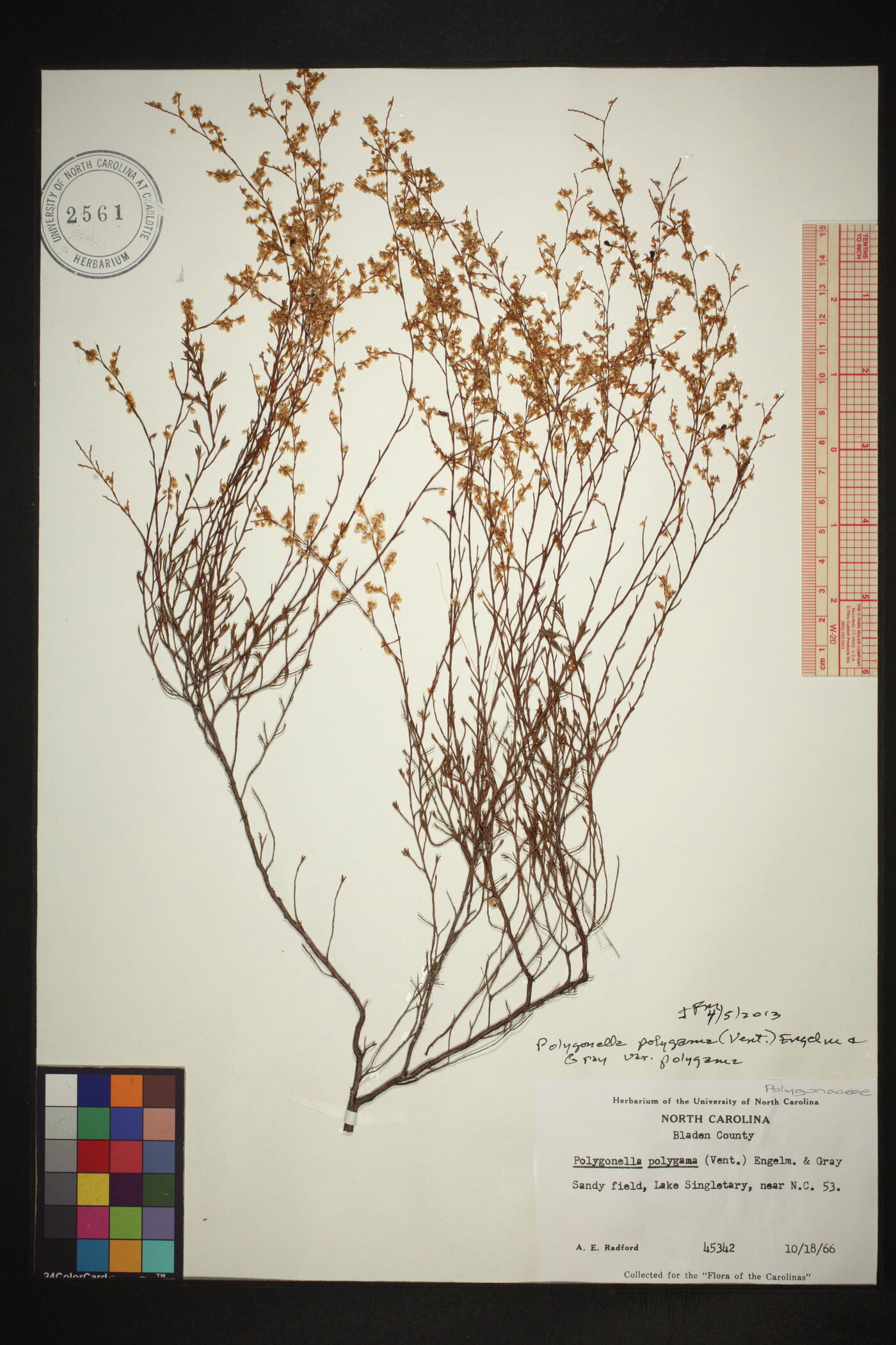 Polygonella polygama var. polygama image