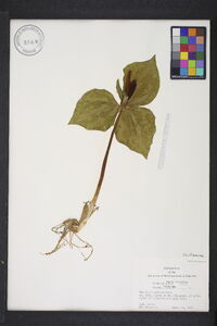 Trillium cuneatum image