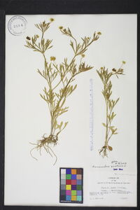 Ranunculus arvensis image