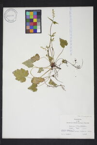 Mitella diphylla image