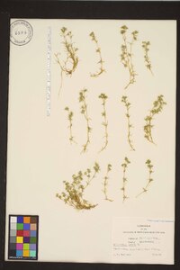 Scleranthus annuus subsp. annuus image