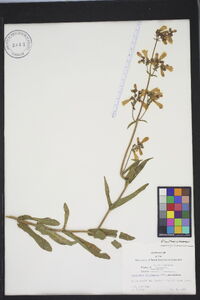 Penstemon laevigatus image