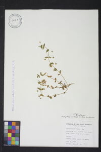 Anagallis arvensis subsp. arvensis image