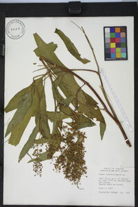 Rumex verticillatus image